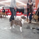 Feria Canina Zaragoza 2015