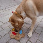 Educación canina mucho donde aprender