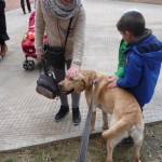 Educación canina mucho donde aprender